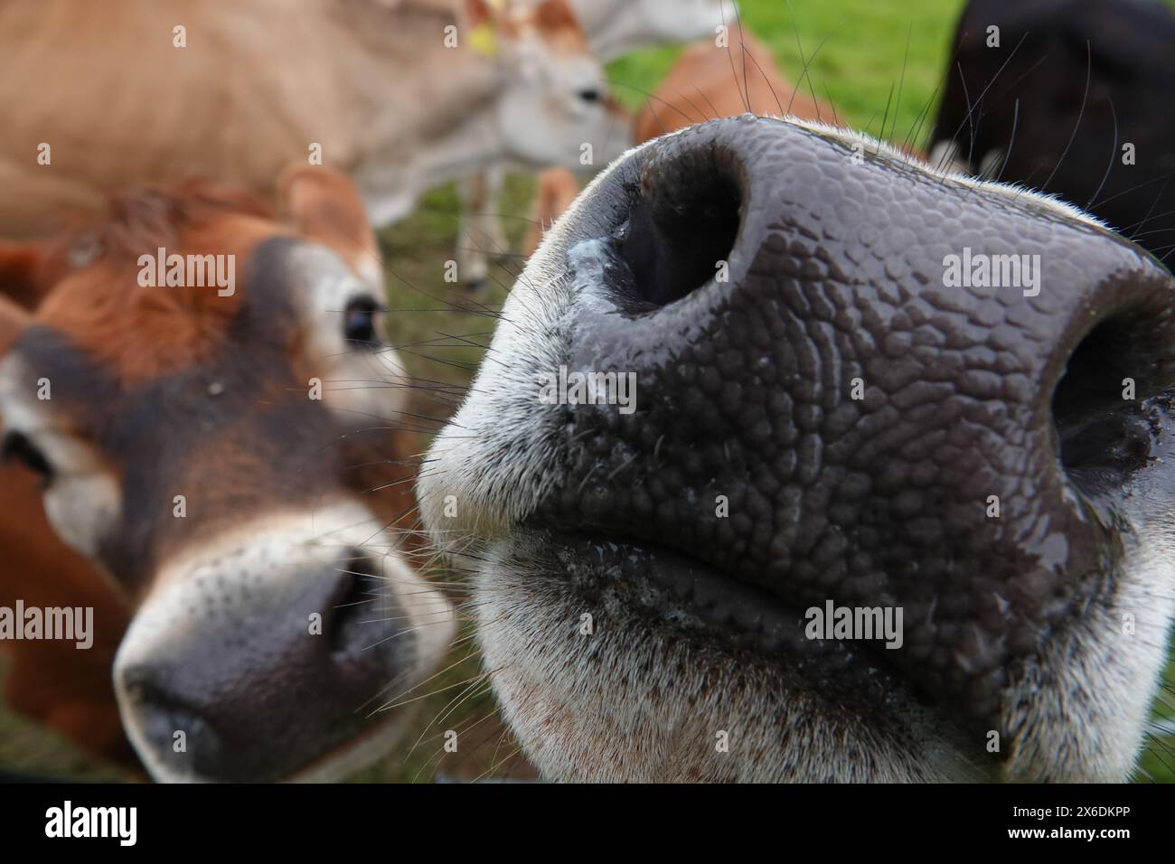 Neugierige Jersey-Kälber Stockfoto