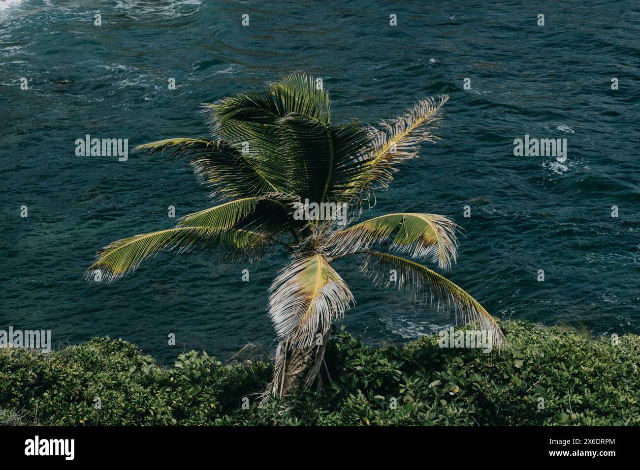 Einsame Palme auf einer Küstenklippe mit Blick auf das Meer in Martinique, die die tropische Ruhe und natürliche Schönheit der Karibikinsel einfängt. Stockfoto