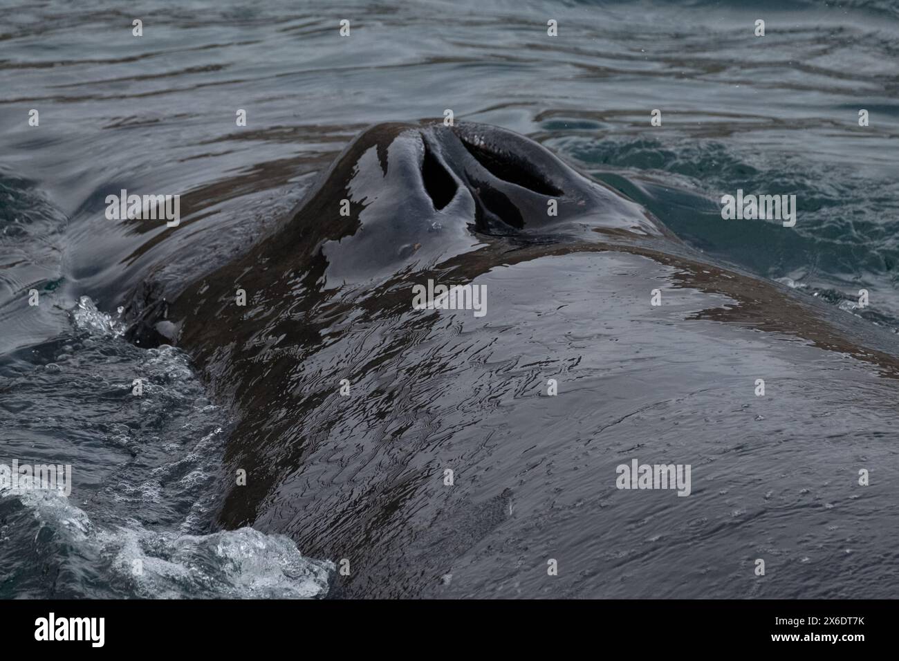 Nahaufnahme eines Wal-Bloganges, wie es in Longyearbyen, Svalbard, auftaucht Stockfoto