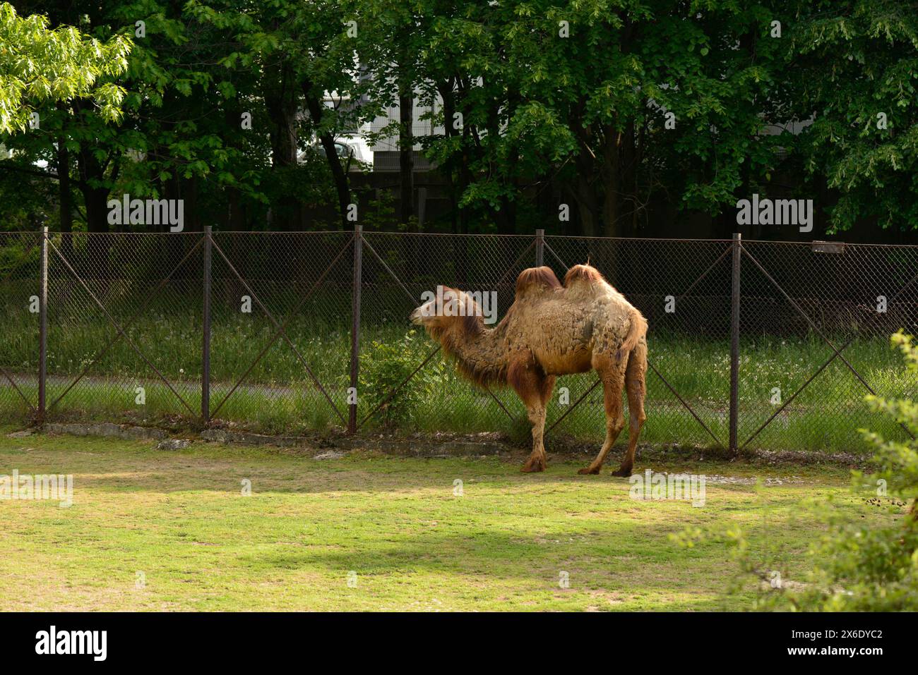Ausgewachsenes Baktrisches Kamel oder Kamelus bactrianus zweibuckiges Kamel oder mongolisches Kamel im Sofia Zoo, Sofia Bulgarien, Osteuropa, Balkan, EU Stockfoto