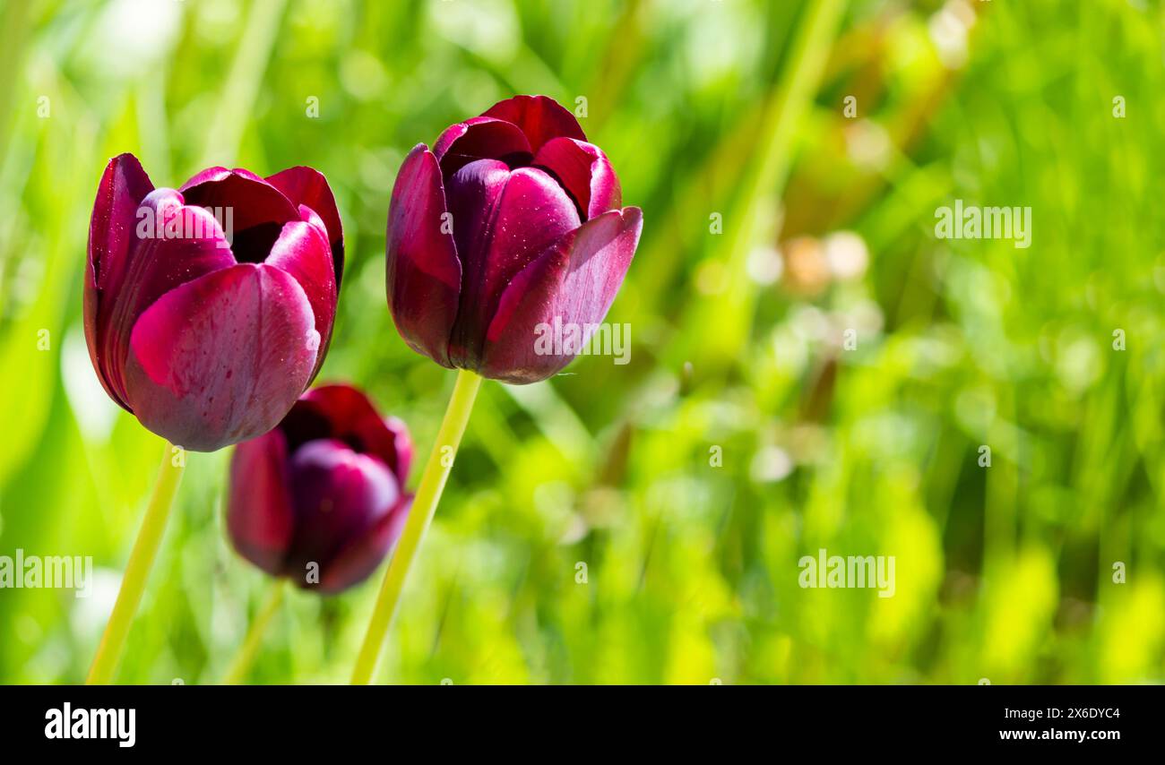 Drei dunkelburgunderrote Tulpen auf einem grünen Rasen Stockfoto
