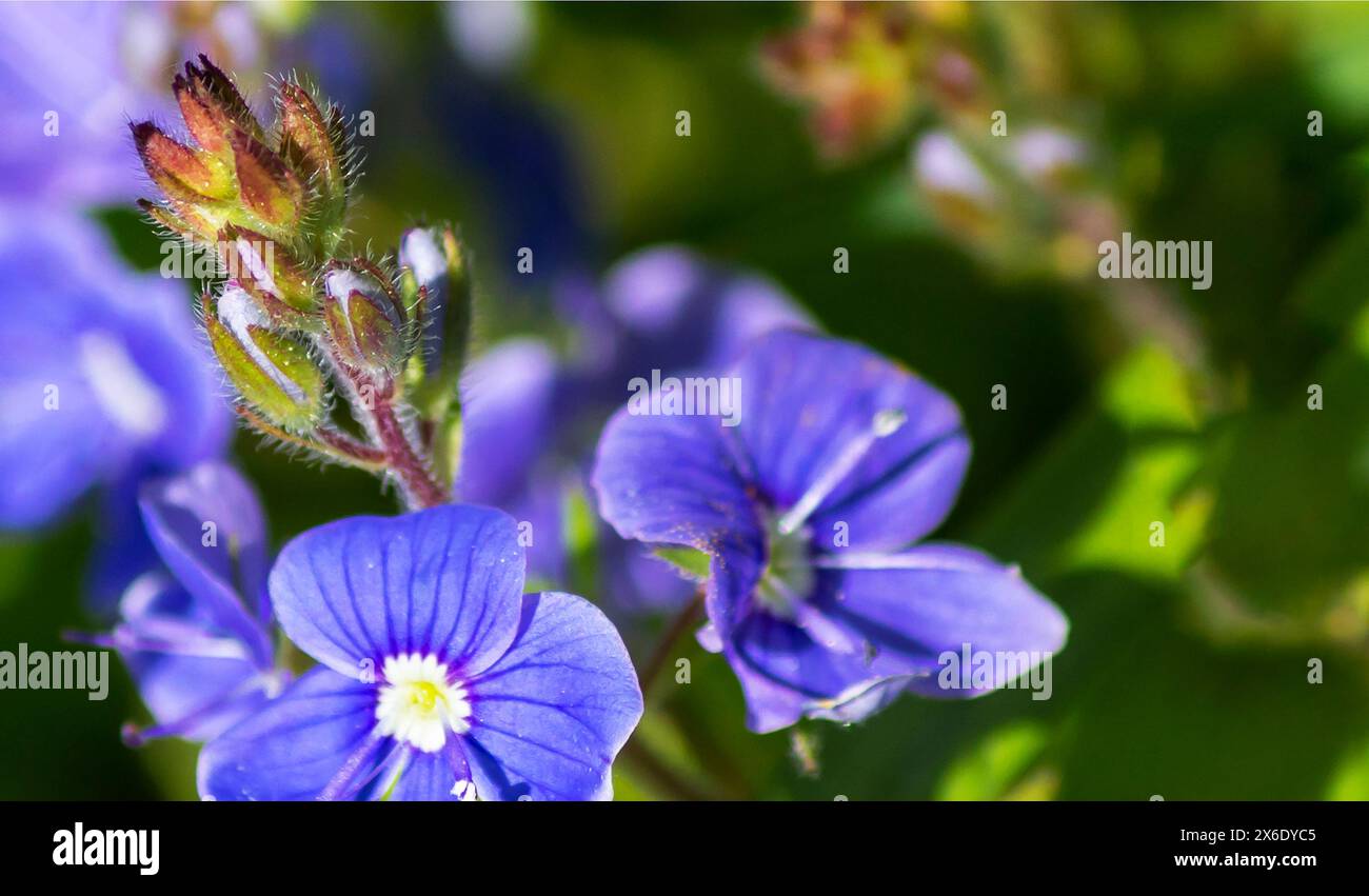 Blaue Chamadris veronica blüht vor grünem Laubhintergrund, ausgewählter Fokus Stockfoto