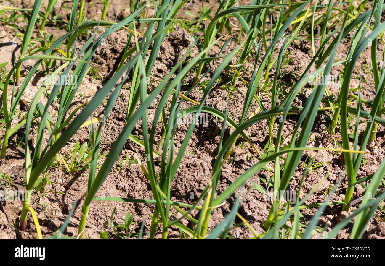 Grüner Knoblauch wächst im Frühjahr früh am Morgen, Nahaufnahme. Selektiver Fokus. Stockfoto