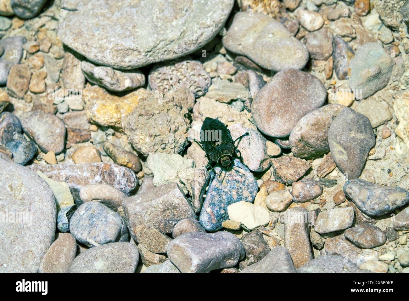 Buprestid-Käfer aus der Familie der Buprestinae. Krim, die Nähe von Feodosia, felsiges Meer in trockener Steppe. Waldschädlinge, Holzungeziefer Stockfoto