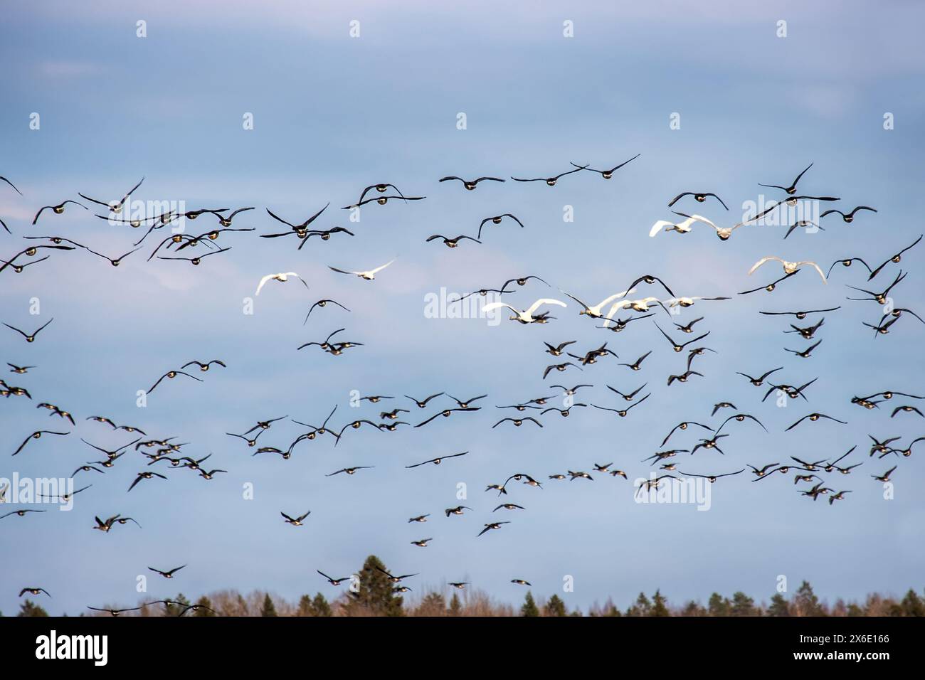 Gemischte Packung Bohnengans (Anser fabalis) und Singschwan (Cygnus cygnus) über Winterfeldern und Wäldern während der Überwinterung in Europa Stockfoto