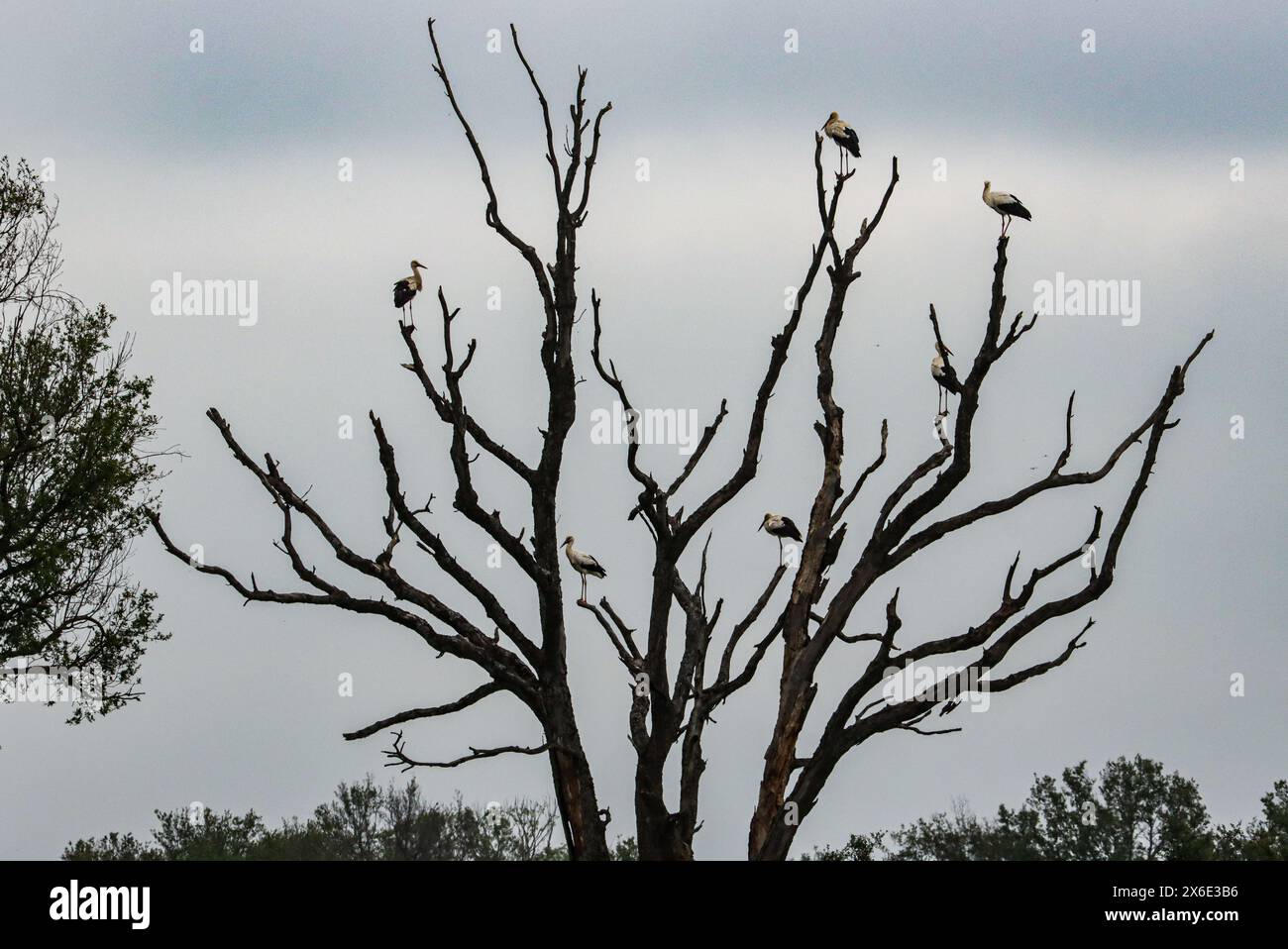 Weißstörche auf einem toten Baum, La Dombes, Departement Ain, Frankreich Stockfoto