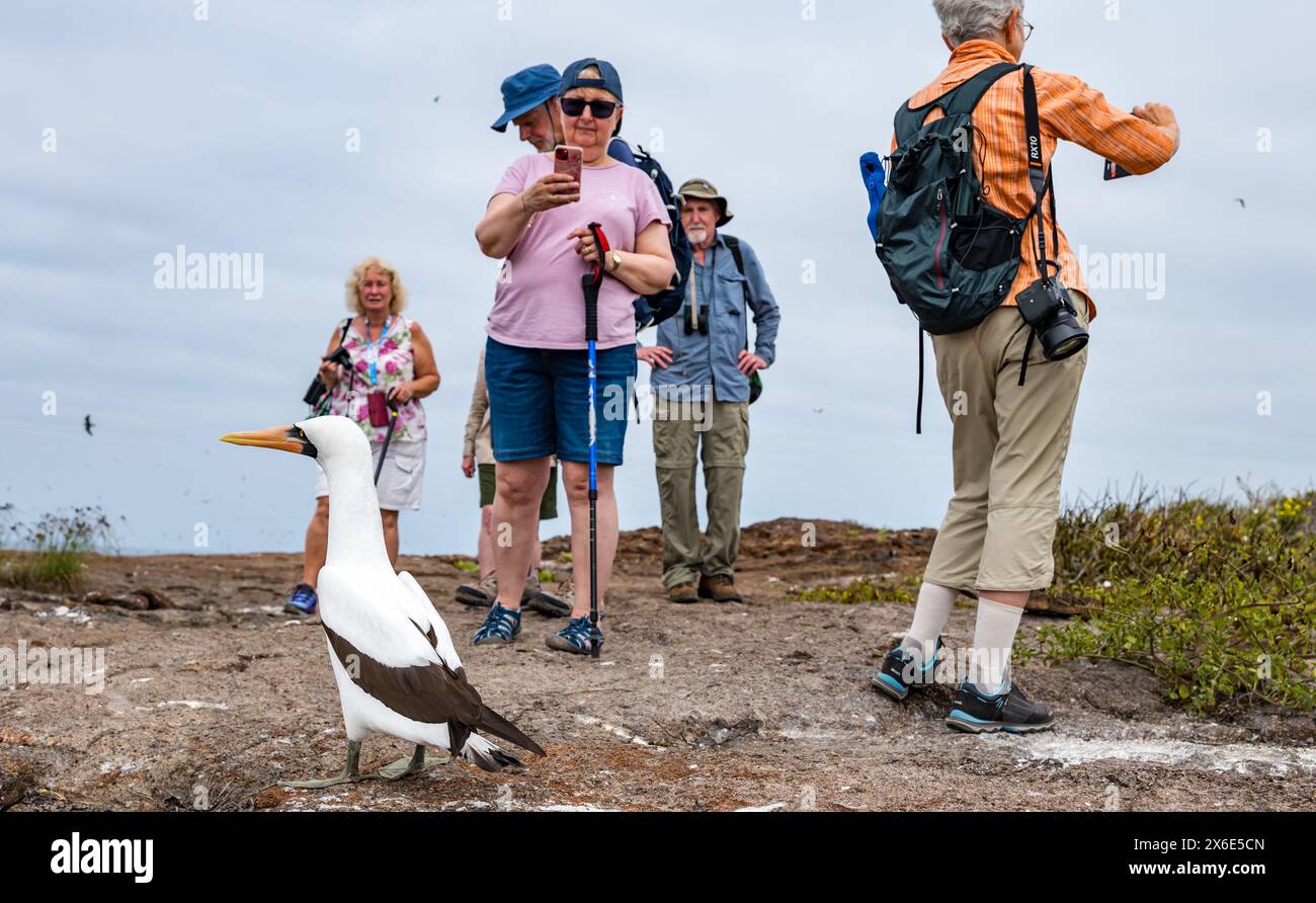 Genovesa Island, Galapagos, Ecuador, Südamerika, 14. Mai 2024. Touristen kehren nach der Vogelgrippe auf die Insel zurück: Die ersten Touristen, die nach der Schließung der Insel im Oktober 2023 auf den Vulkankrater treten, finden die Vögel in guter Gesundheit, brüten mit Küken und unbeeindruckt von den Besuchern. Im Bild: Ein Nazca-Booby (Sula granti), der nicht von Besuchern beeindruckt ist. Quelle: Sally Anderson/Alamy Live News Stockfoto