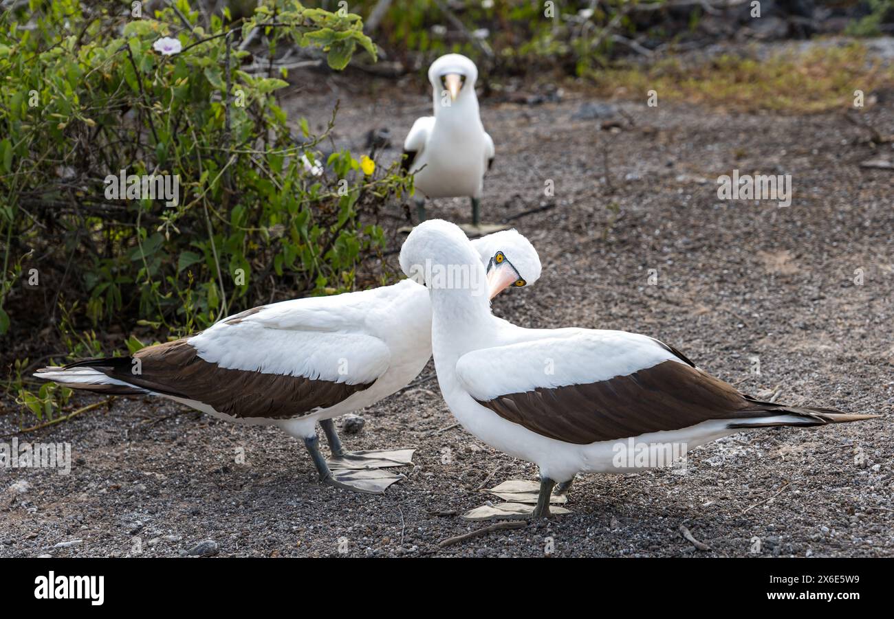 Genovesa Island, Galapagos, Ecuador, Südamerika, 14. Mai 2024. Touristen kehren nach der Vogelgrippe auf die Insel zurück: Die ersten Touristen, die nach der Schließung der Insel im Oktober 2023 auf den Vulkankrater treten, finden die Vögel in guter Gesundheit, brüten mit Küken und unbeeindruckt von den Besuchern. Im Bild: Ein Paar Nazca-Tölpel (Sula granti), die eine Balz betreiben. Quelle: Sally Anderson/Alamy Live News Stockfoto