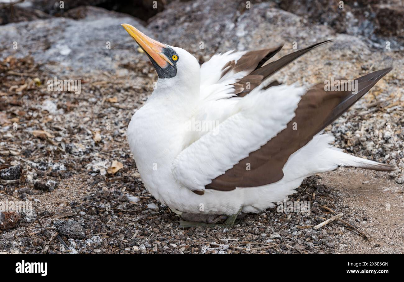 Genovesa Island, Galapagos, Ecuador, Südamerika, 14. Mai 2024. Touristen kehren nach der Vogelgrippe auf die Insel zurück: Die ersten Touristen, die nach der Schließung der Insel im Oktober 2023 auf den Vulkankrater treten, finden die Vögel in guter Gesundheit, brüten mit Küken und unbeeindruckt von den Besuchern. Im Bild: Ein Nazca-Booby (Sula granti), der auf einem Nest sitzt. Quelle: Sally Anderson/Alamy Live News Stockfoto