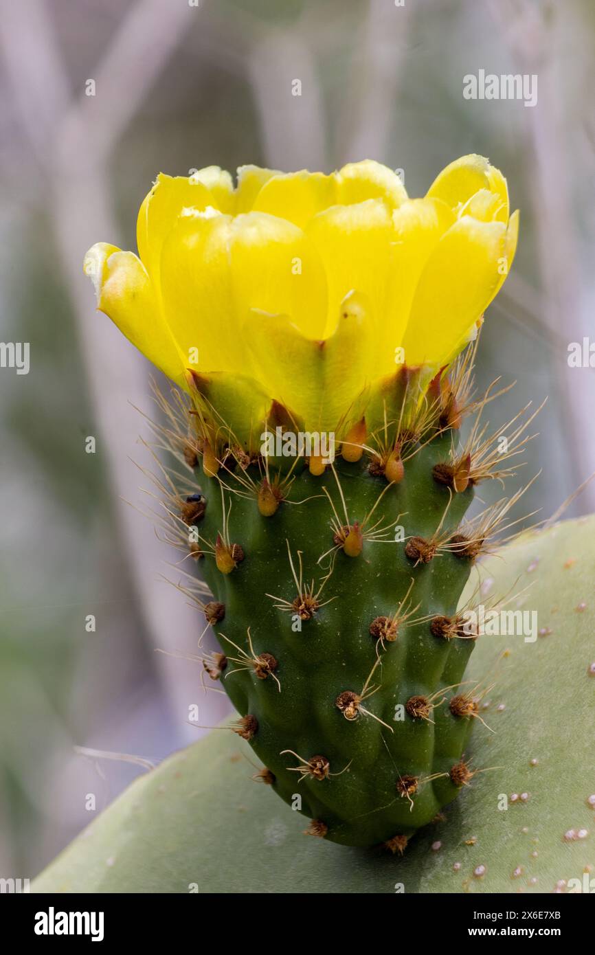 Eine Kaktusfrucht mit einer gelben Blume im Garten Stockfoto