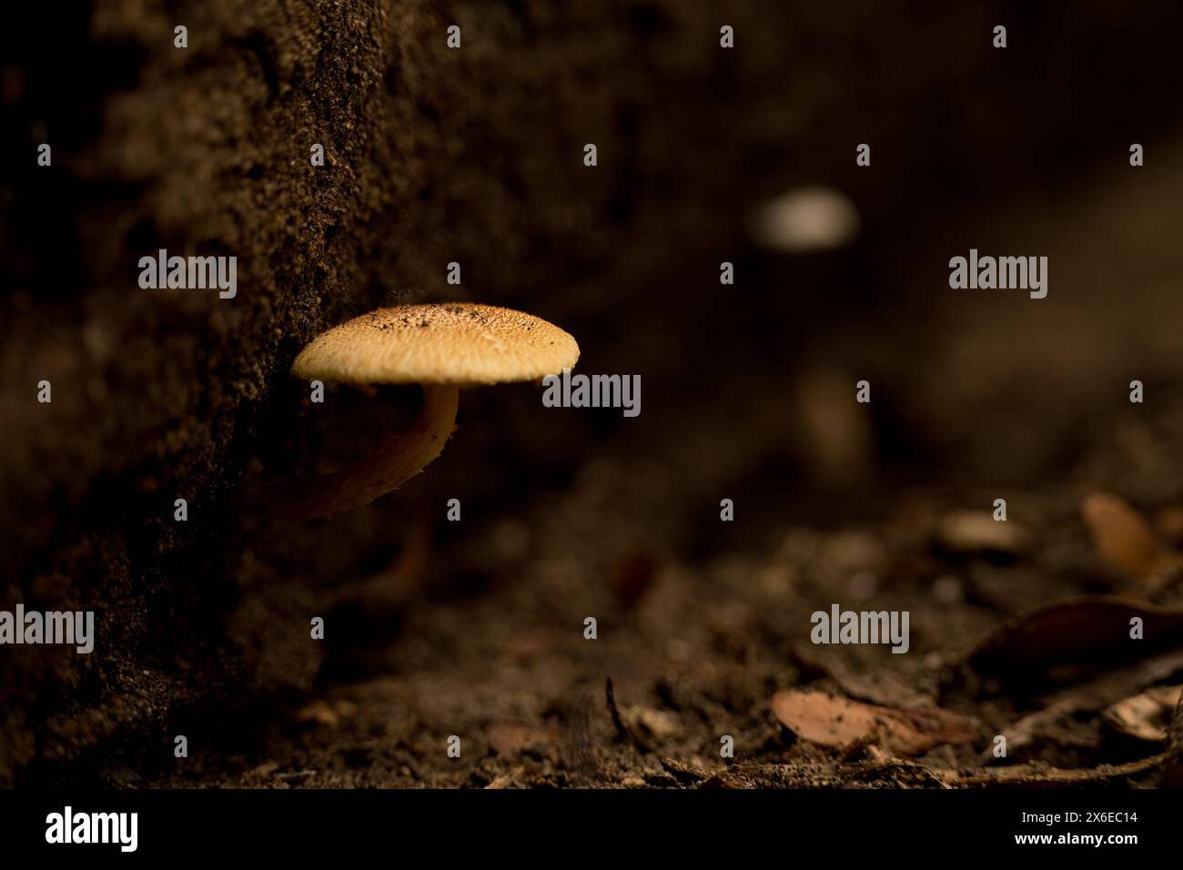 Foto eines Pilzes auf einem Baum auf dem Boden mitten im Wald. Stockfoto