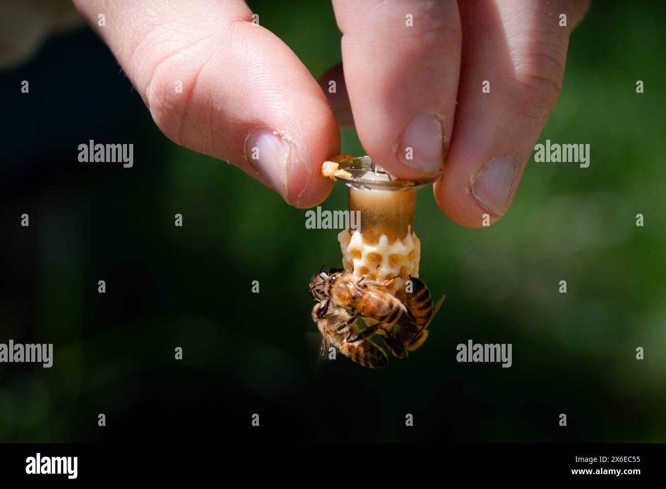 Hand hält eine veredelte Honigbienen-Königin-Zelle mit Bienen bedeckt sie Stockfoto