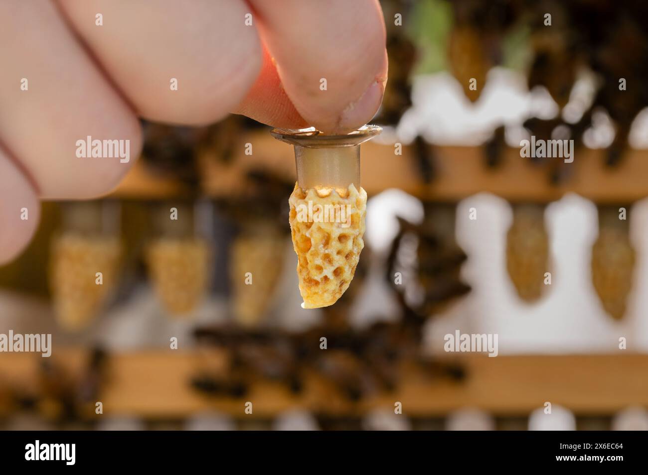 Eine Hand, die eine transplantierte Königin-Zelle hält Stockfoto