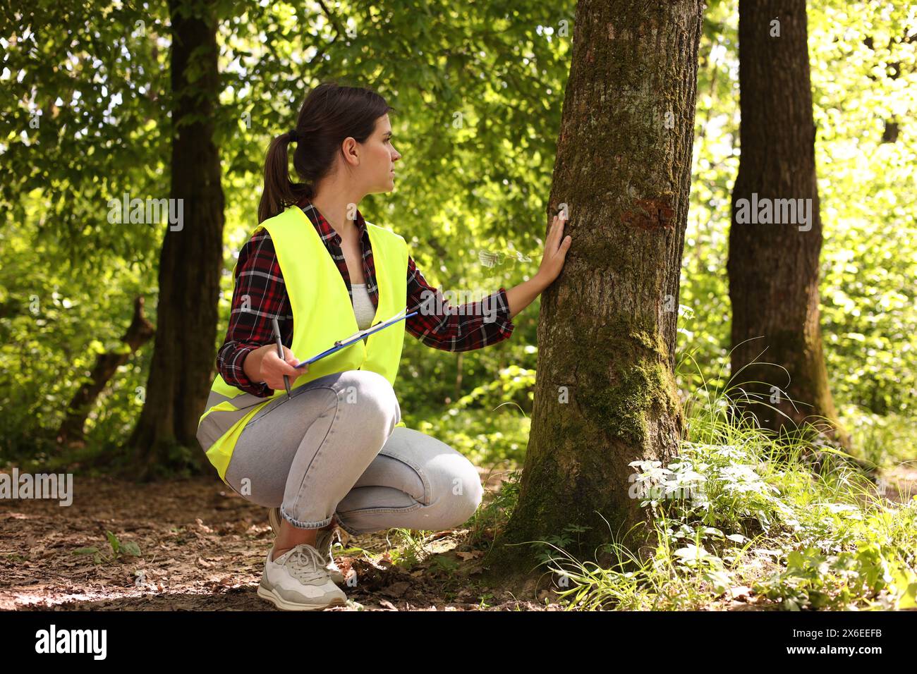 Forstwirt mit Klemmbrett, der Baum im Wald untersucht Stockfoto