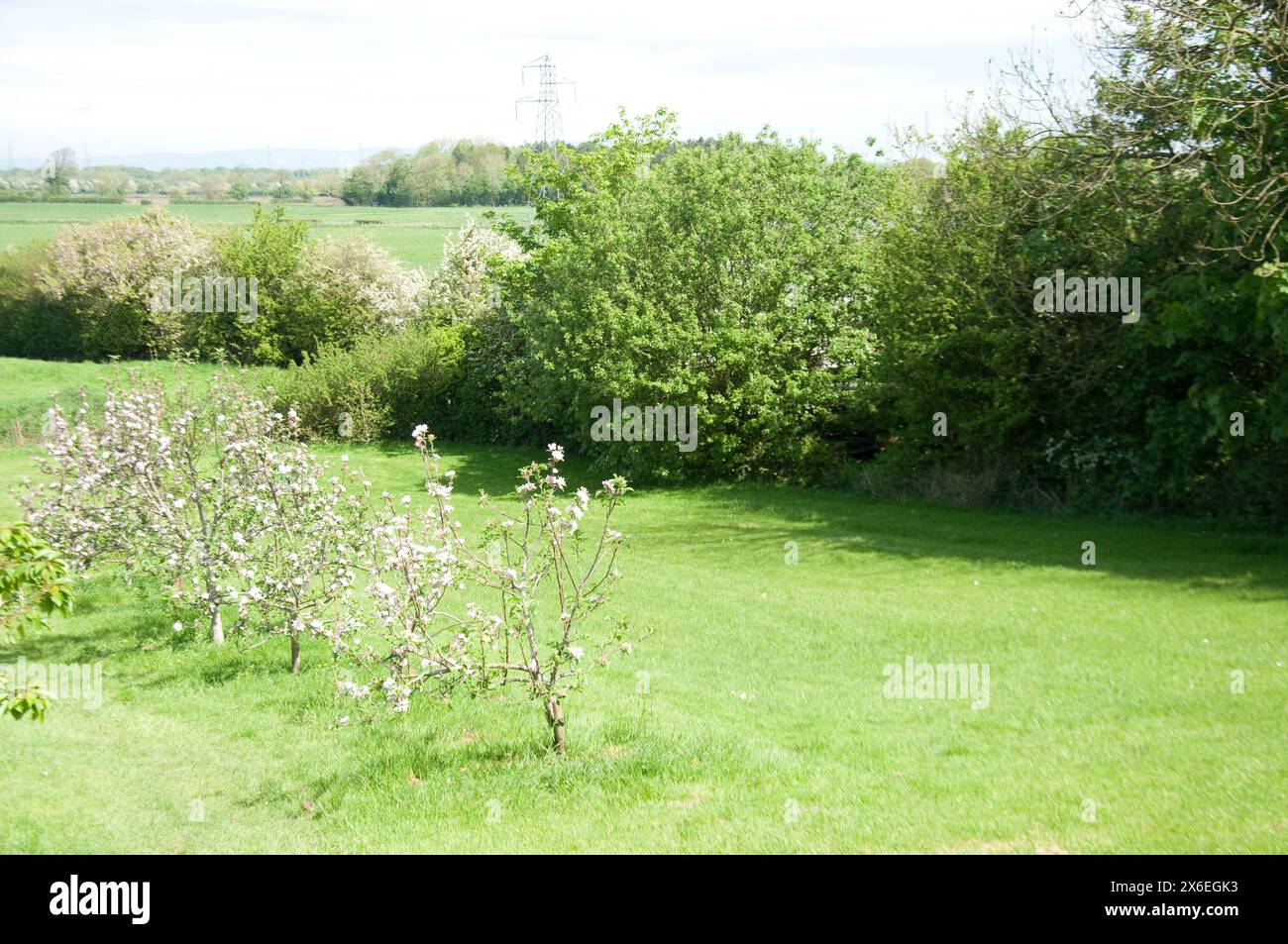 Ländliche Landschaft, Preston, Lancashire, Großbritannien. Felder, Bäume, Obstbäume, Obstbäume, Gartenanlagen, Außenanlagen; grüne Vegetation; grünes Gras; Stockfoto