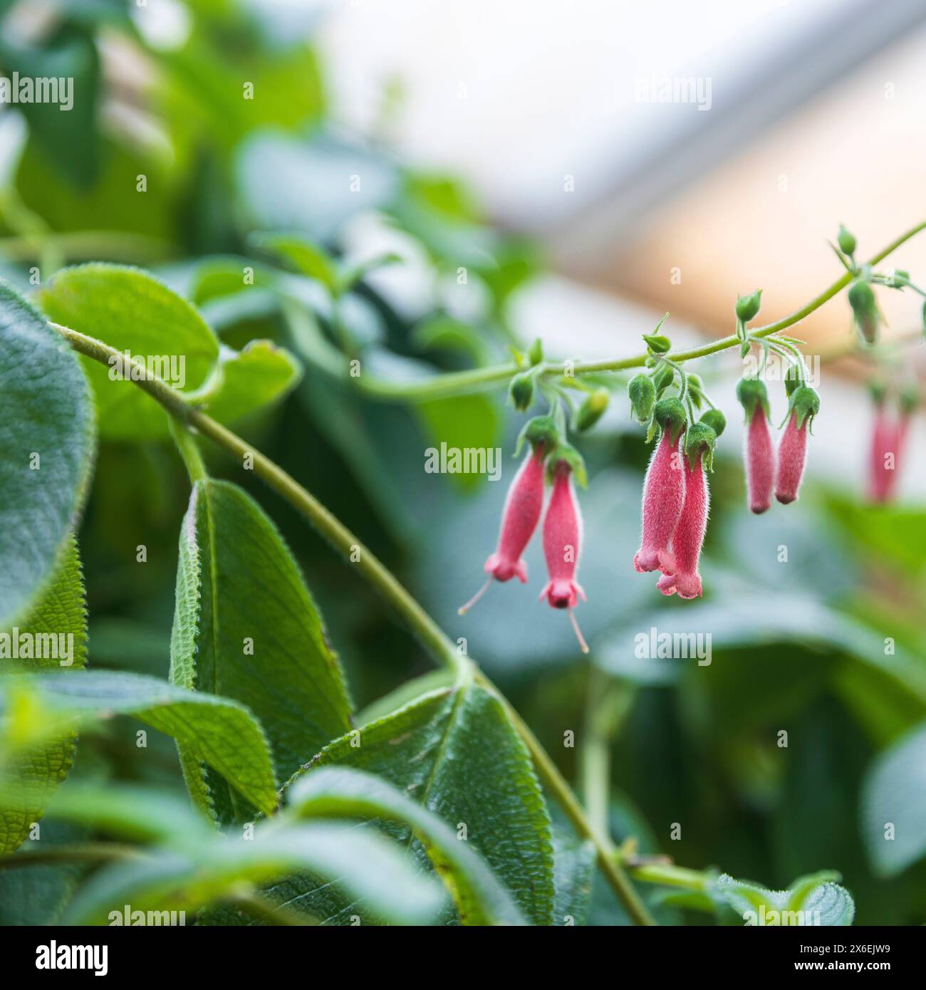 Sinningia sellovii blüht im Frühjahr mit kleinen rosa Glocken. Quadratischer Rahmen. Stockfoto