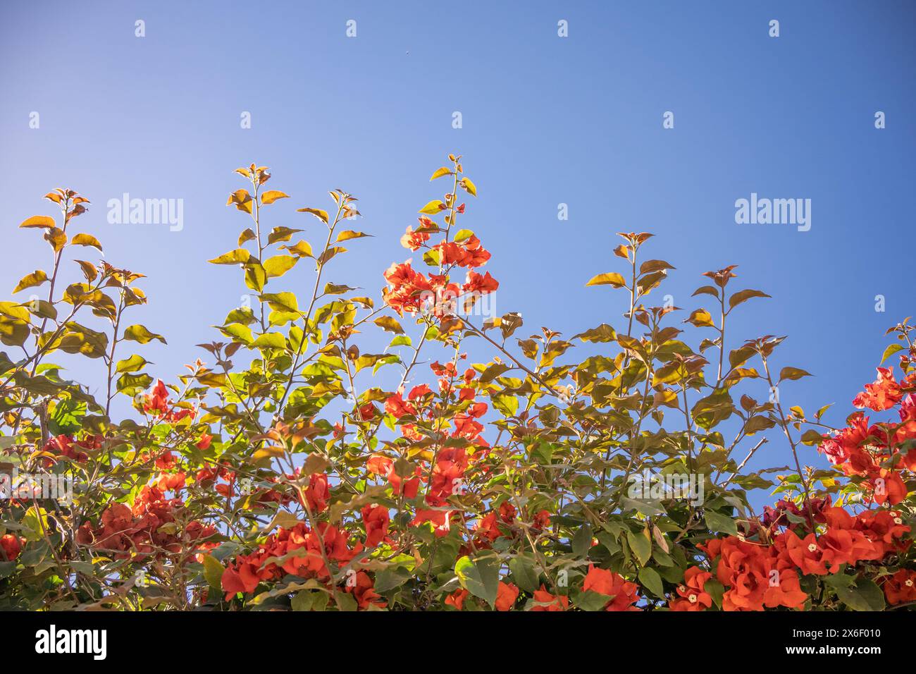 Paperflower oder Bougainvillea gegen den blauen Himmel. Stockfoto