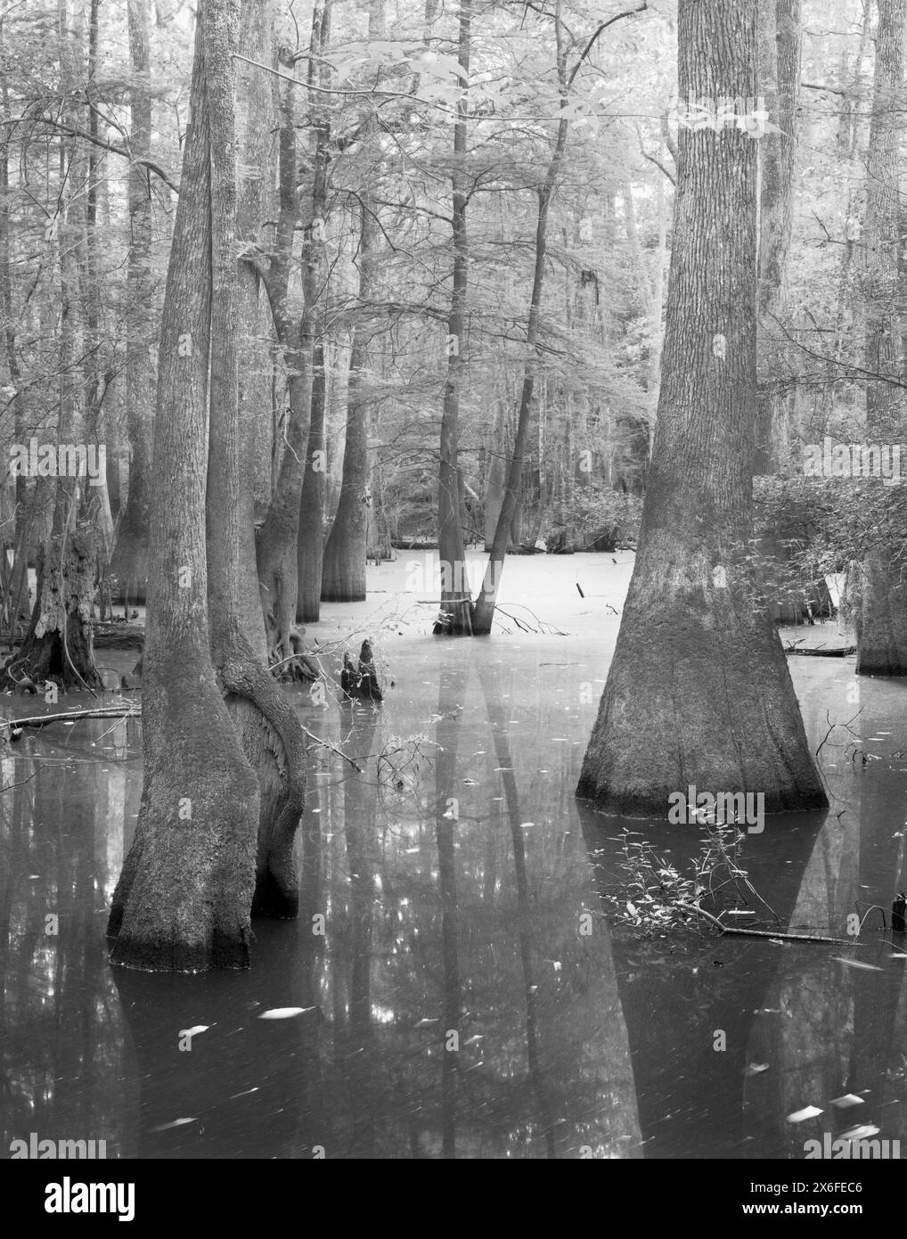 BW01846-31SOUTH CAROLINA-Mixed Forest entlang des Kingsnake Trail im Congaree Swamp National Park. Stockfoto