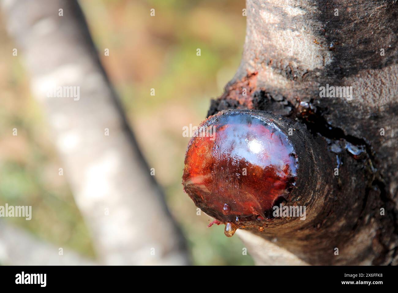 Nahaufnahme von Kaugummi, der aus der Aakazie-Baumschnitt-Wunde austritt. Stockfoto