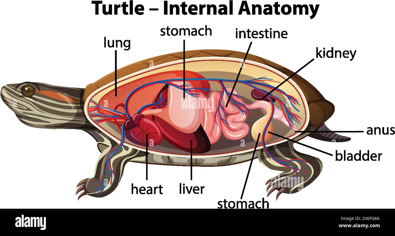 Detaillierte Darstellung der inneren Organe einer Schildkröte Stock Vektor