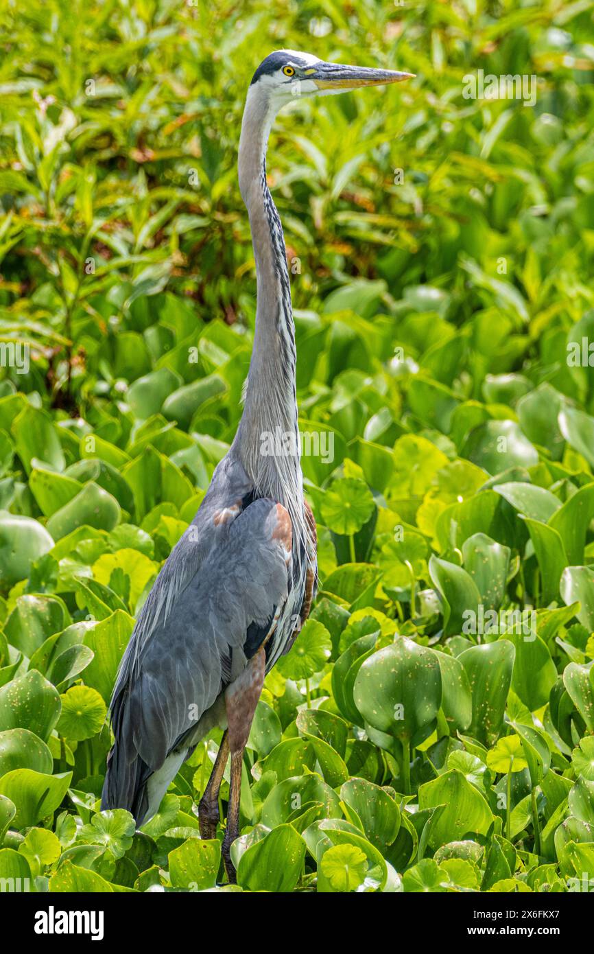 Der große Blaureiher (Ardea herodias) steht im Paynes Prairie Preserve State Park in Micanopy, Florida, in der Nähe von Gainesville. (USA) Stockfoto