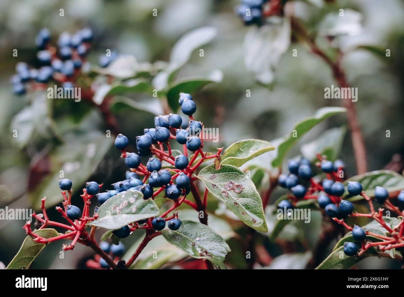 Viburnum tinus, Laurustinus, Laurustine oder Laurestine, eine im Mittelmeergebiet von E heimische blühende Pflanzenart der Familie Adoxaceae Stockfoto
