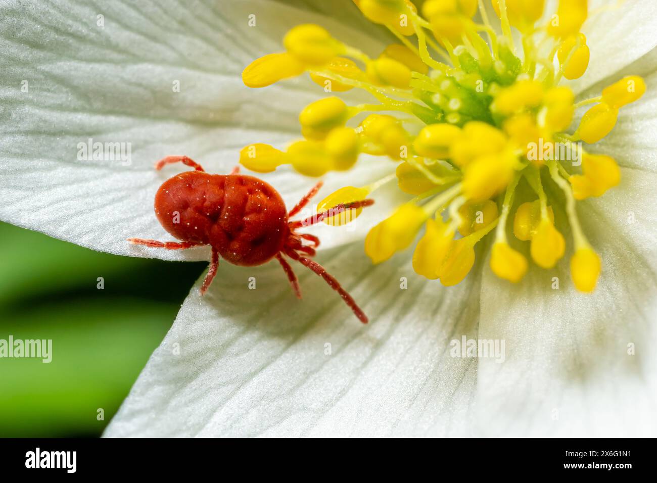 Nahaufnahme von Makro-Rotsamtmilbe oder Trombidiidae in natürlicher Umgebung auf einer weißen Anemonblume. Stockfoto