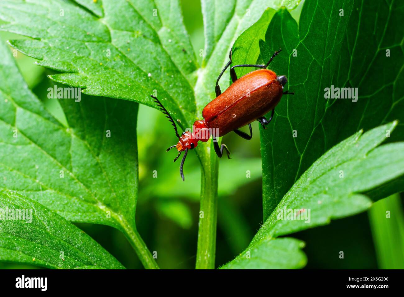 Ein rothaariger Kardinalkäfer klettert auf einen einzelnen Grashalm. Stockfoto