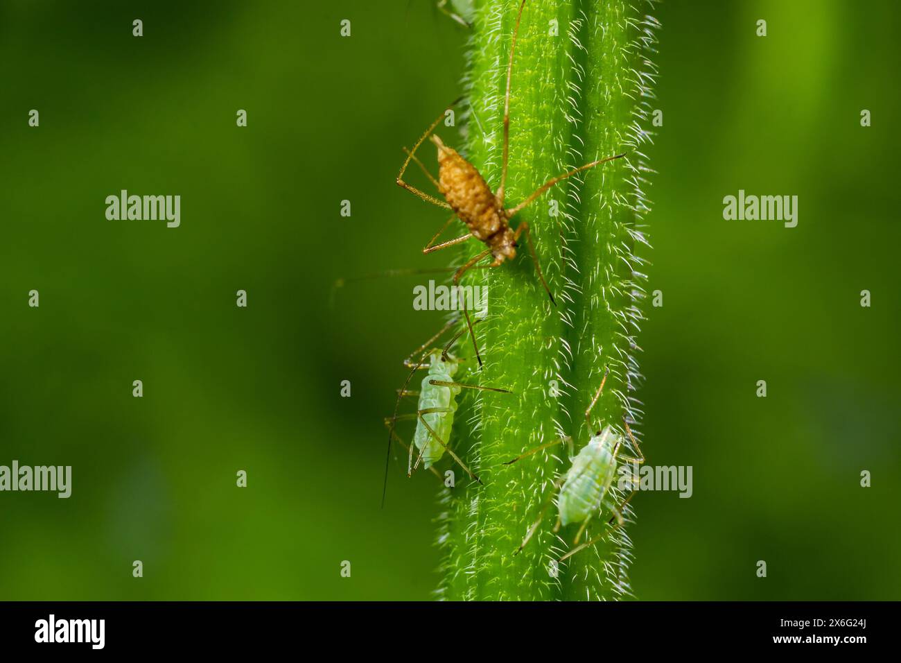 Macrosiphum rosae, die Rosenaphid ist eine Blattläuse der Familie Aphididae, Hemiptera. Stockfoto