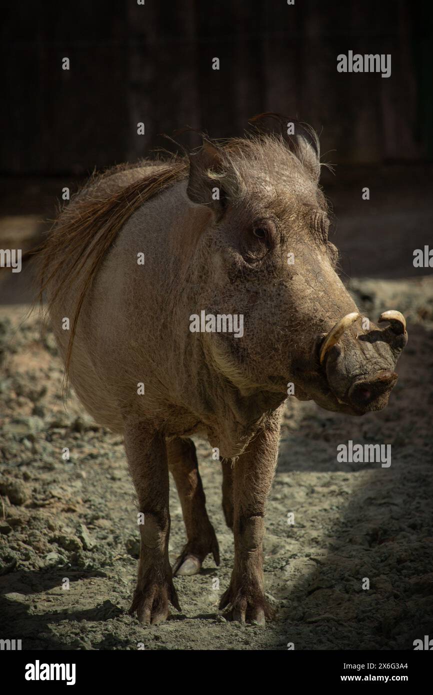 Warzenschwein gräbt die Erde in der afrikanischen Savanne und verbreitet den Boden in verschiedene Richtungen. Afrikanisches Wildschwein - Warzenschwein. Stockfoto