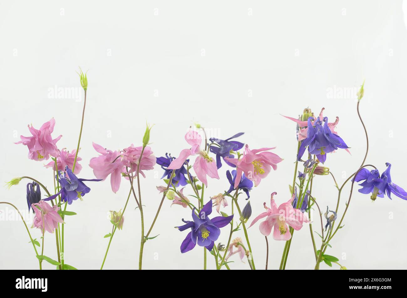 Violette und rosa zerbrechliche Blüten auf hellem Hintergrund mit geringer Schärfentiefe. Stockfoto