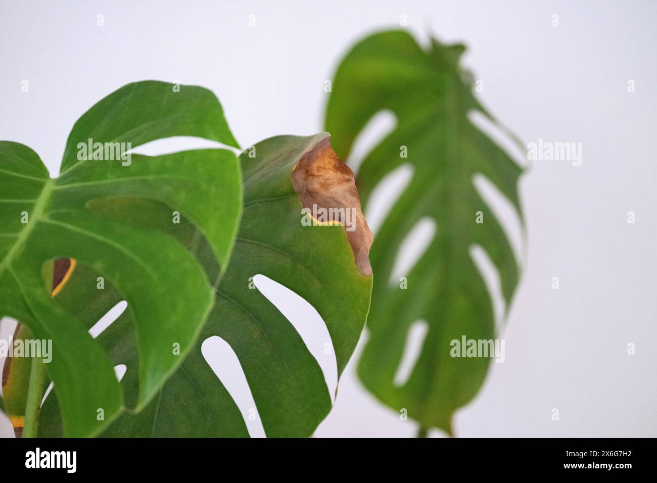 Stuttgart, Deutschland. Mai 2024. Eine Monstera steht auf einer Fensterbank. Quelle: Marijan Murat/dpa/Alamy Live News Stockfoto