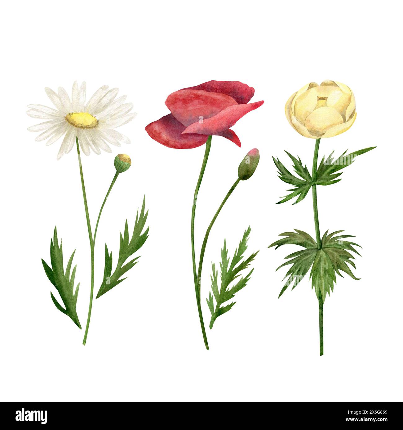 Wildblumen Mohn, Gänseblümchen, Globeflower, isolierte Aquarellabbildungen für Karten, Einladungen, Druckdesign, Textilien Stockfoto