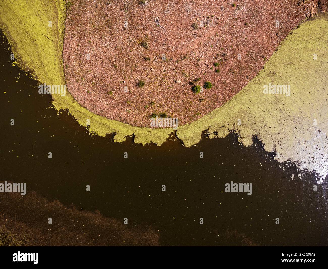 Pollen im Wasser, Stausee Retortillo, Naturpark Sierra de Hornachuelos, Provinz Córdoba, Andalusien, Spanien Stockfoto