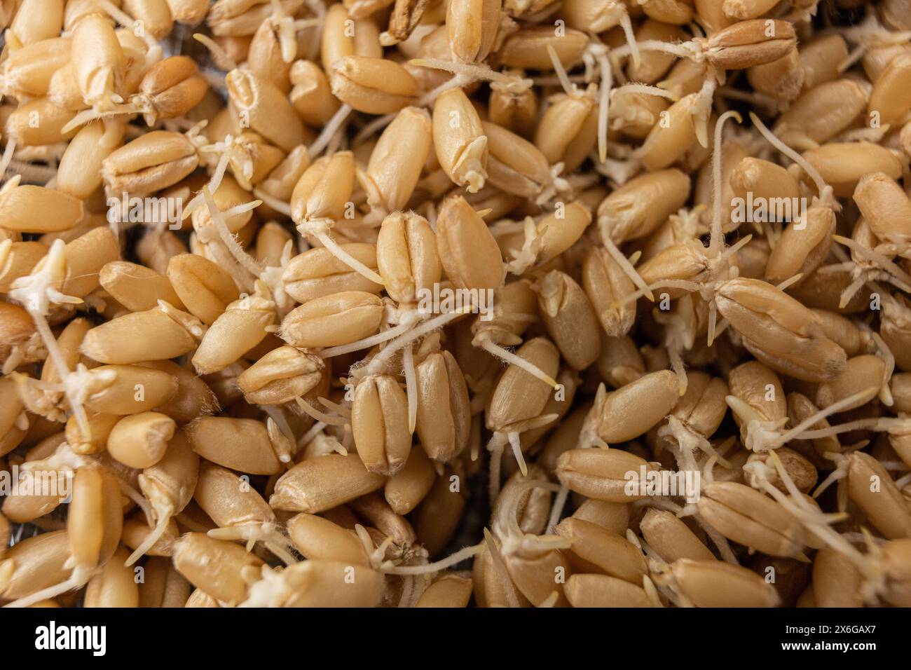 Keimweizen zum Anpflanzen Stockfoto