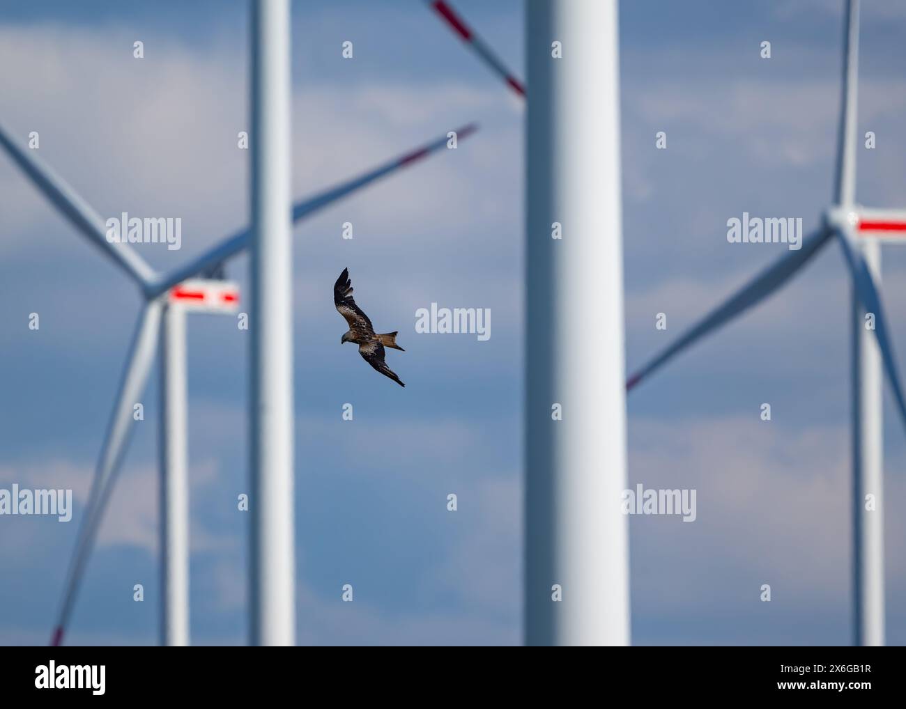 Sieversdorf, Deutschland. April 2024. Ein roter Drachen (Milvus milvus) fliegt zwischen Windrädern. Viele Vögel, insbesondere Raubvögel, sterben, wenn sie mit den Rotorblättern von Windturbinen kollidieren. Quelle: Patrick Pleul/dpa/Alamy Live News Stockfoto