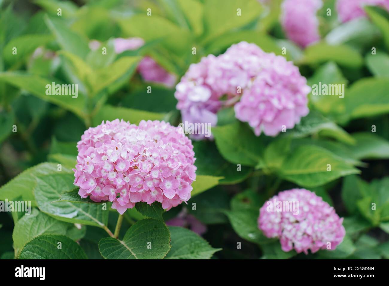 Blühende Sorte bigleaf Hortensie (Hydrangea macrophylla 'Endless Summer') im Sommergarten Stockfoto