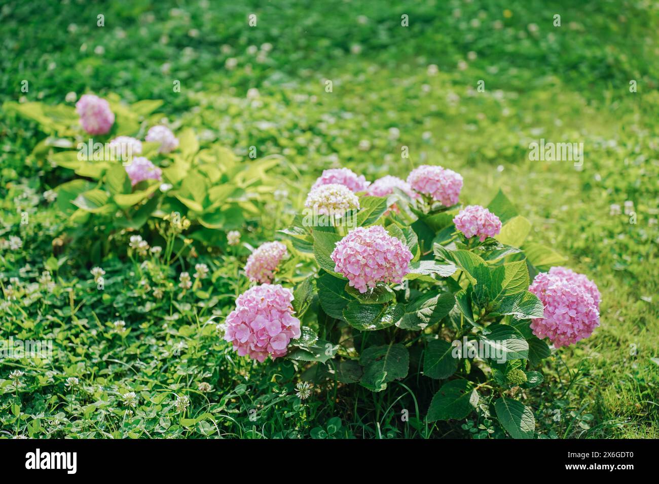 Blühende Sorte bigleaf Hortensie (Hydrangea macrophylla 'Endless Summer') im Sommergarten Stockfoto