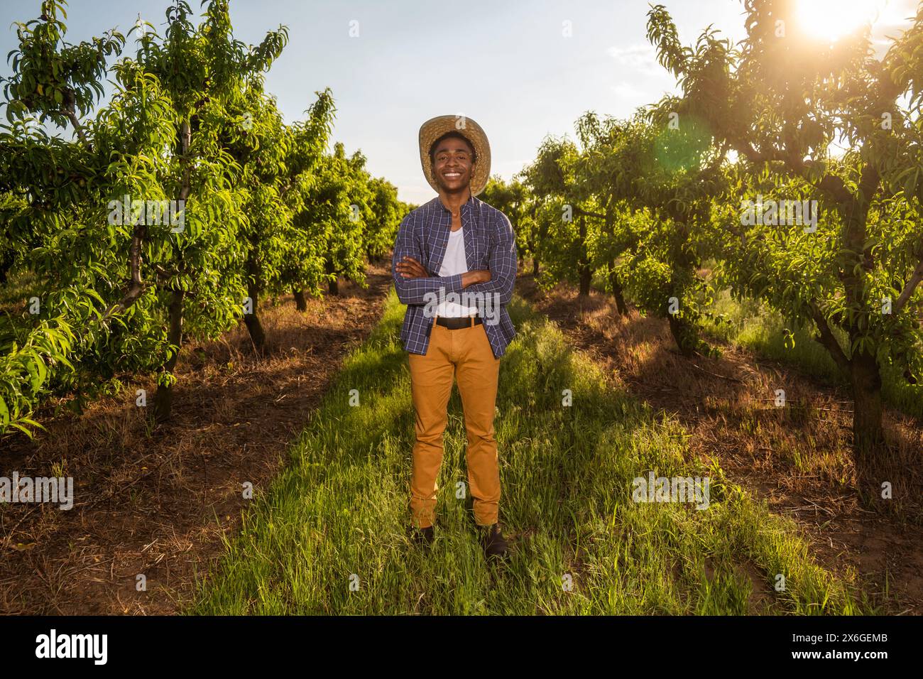 afroamerikanischer Bauer in seinem Obstgarten. Er kultiviert Pflaumen. Stockfoto