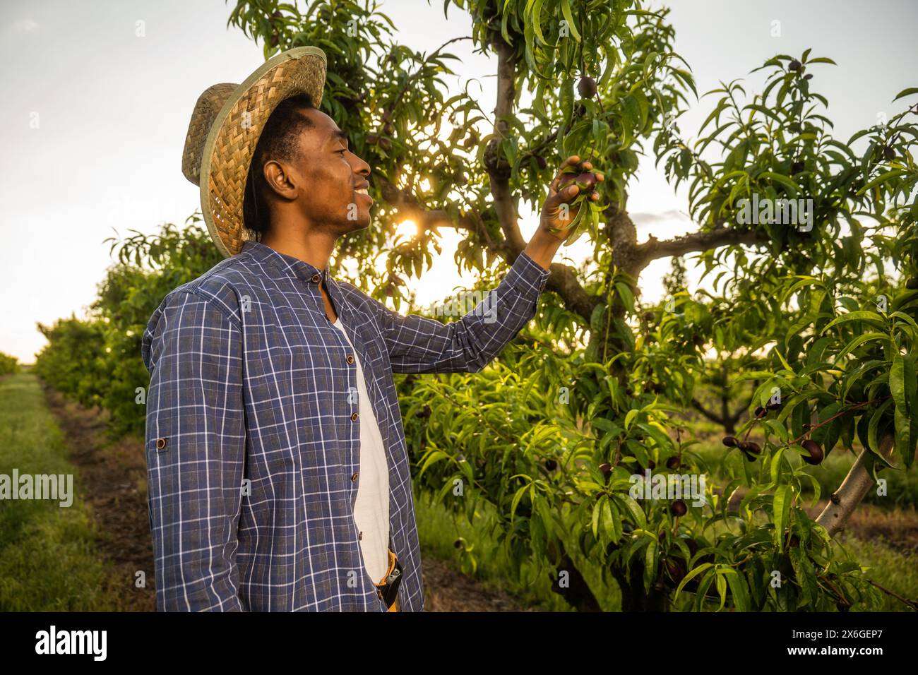 Porträt eines afroamerikanischen Bauern in seinem Obstgarten. Er kultiviert Pflaumen. Stockfoto
