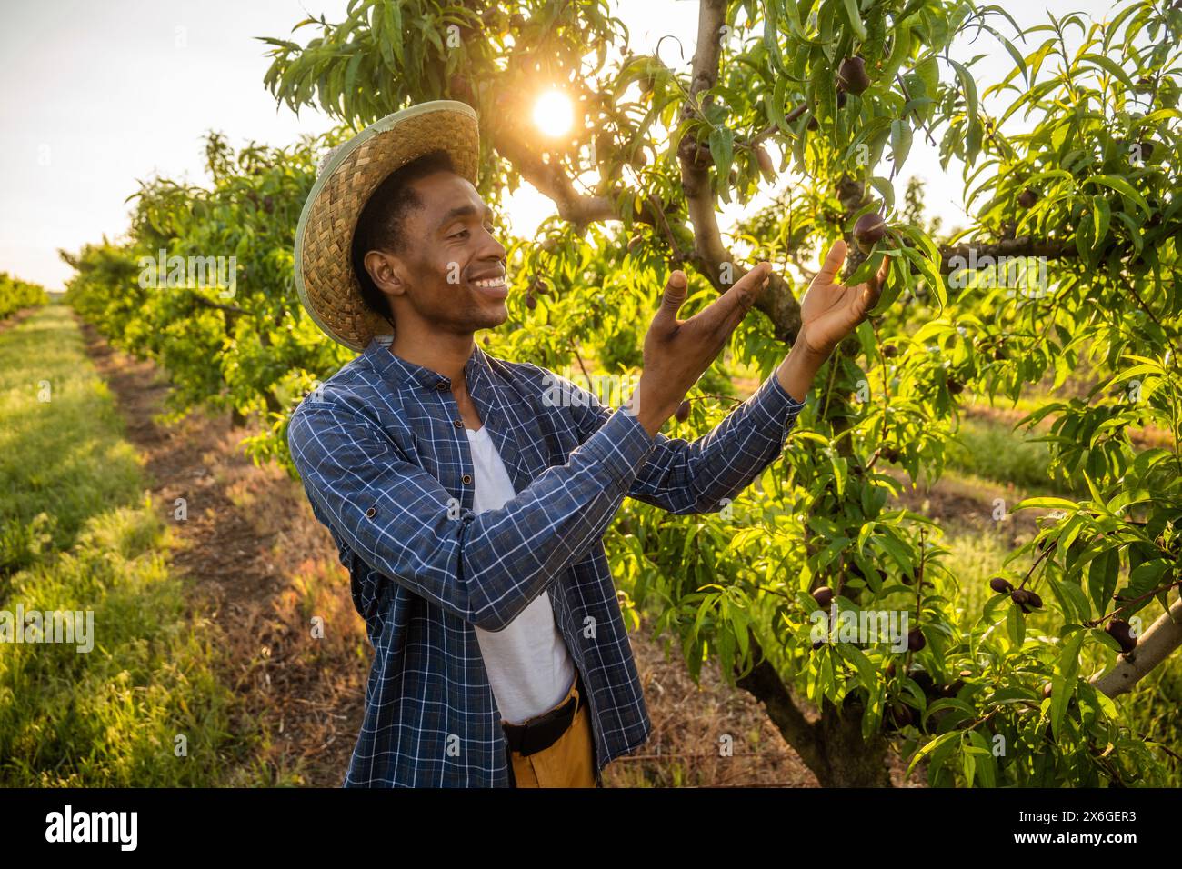 Porträt eines afroamerikanischen Bauern in seinem Obstgarten. Er kultiviert Pflaumen. Stockfoto
