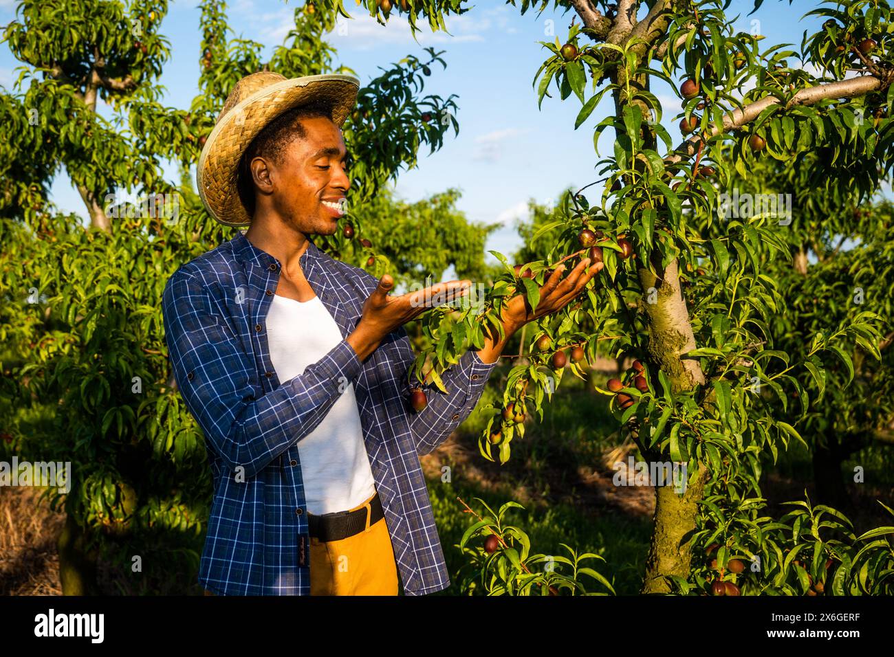 Porträt eines afroamerikanischen Bauern in seinem Obstgarten. Er kultiviert Pflaumen. Stockfoto