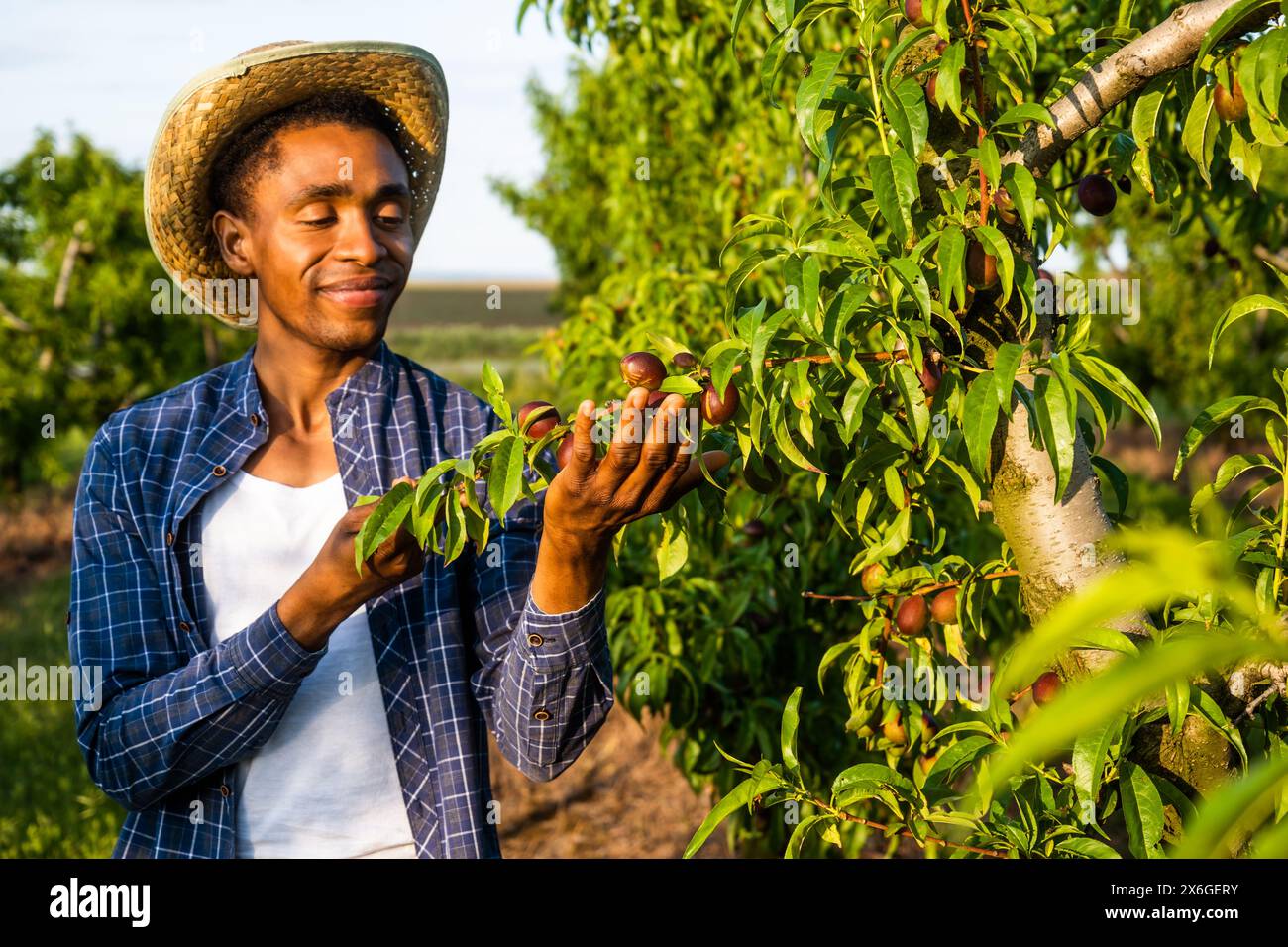 Porträt eines afroamerikanischen Bauern in seinem Obstgarten. Er kultiviert Pflaumen. Stockfoto