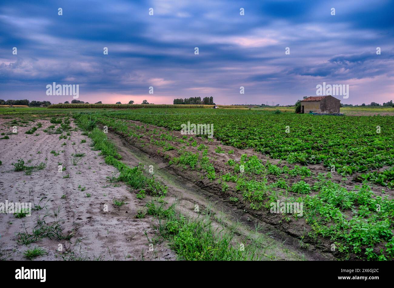 Panoramablick auf gedüngte und gepflügte Felder nach dem Regen Stockfoto