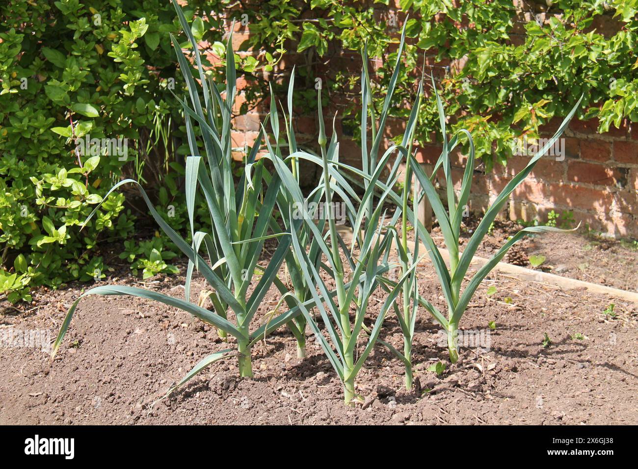Eine gesunde Ernte von frischem Gartenlauchgemüse. Stockfoto
