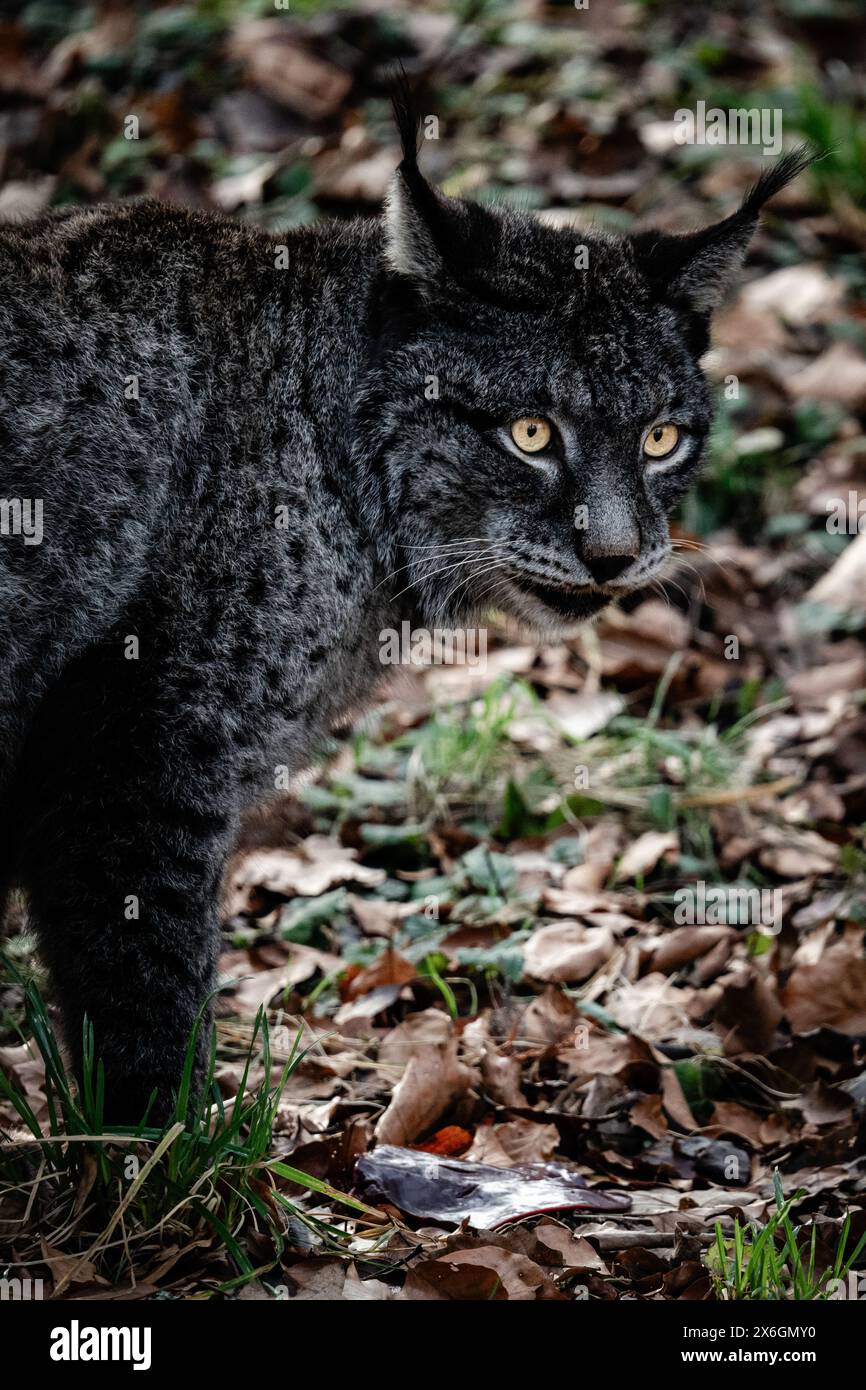 wildkatze, Luchs, Luchskopf, Katze, schön, Tierwelt, Porträt, Outdoor, Natur, Charme, Tierporträt, wild, Wildnis Stockfoto