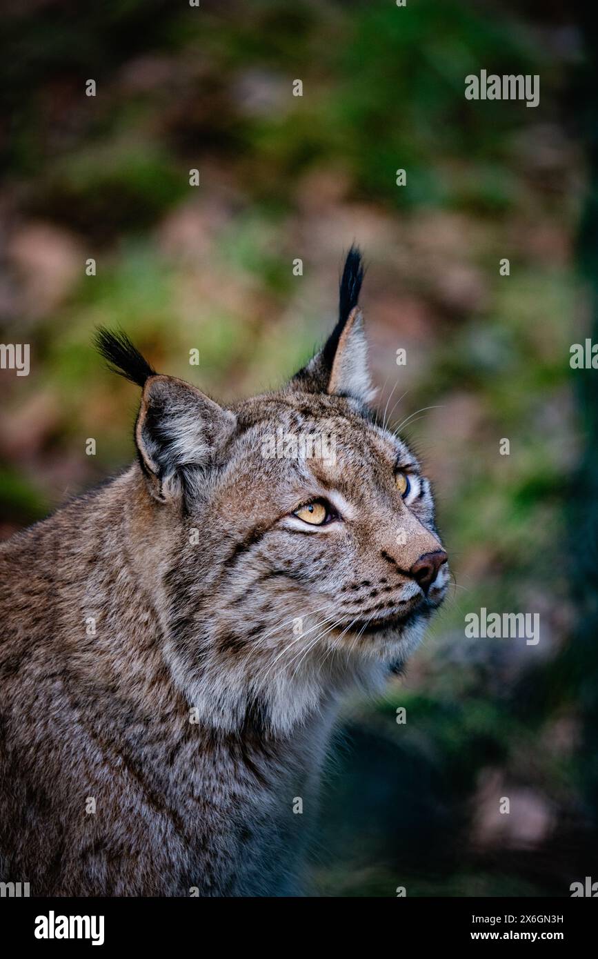 wildkatze, Luchs, Luchskopf, Katze, schön, Tierwelt, Porträt, Outdoor, Natur, Charme, Tierporträt, wild, Wildnis Stockfoto