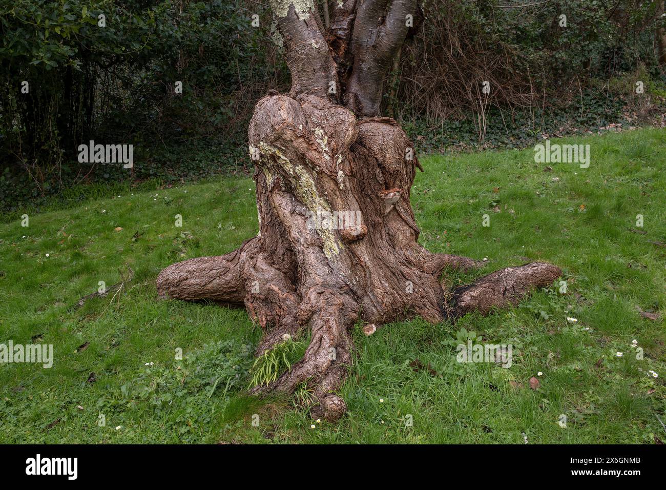 Ein Baum, der aus einem alten knorrigen und verdrehten Baumstamm in Trenance Gardens in Cornwall in Großbritannien wächst. Stockfoto