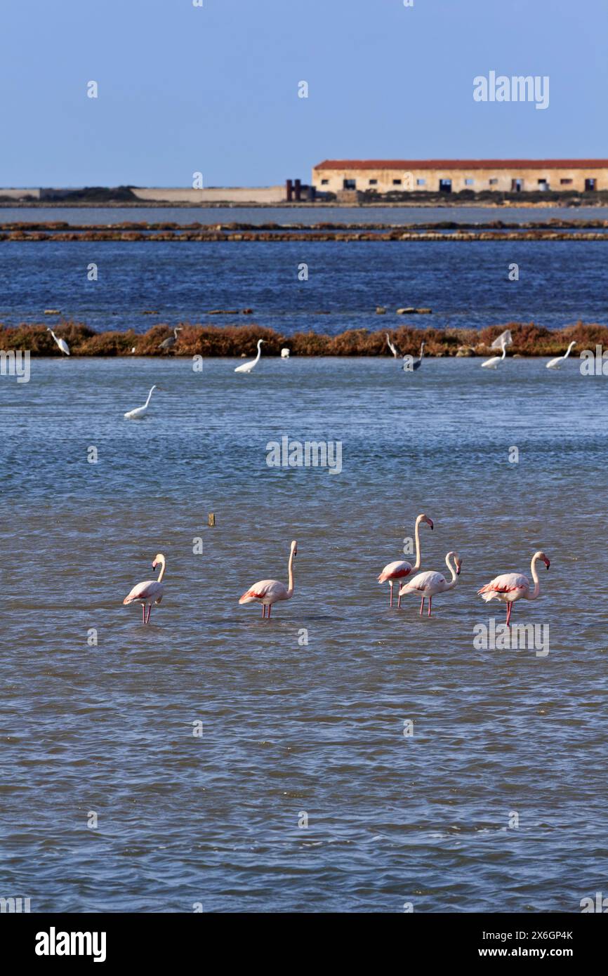 Italien, Sizilien, Marsala (Trapani), Salz, Wohnungen, rote Flamingos (Phoeniconais Ruber Ruber) und Reiher Stockfoto