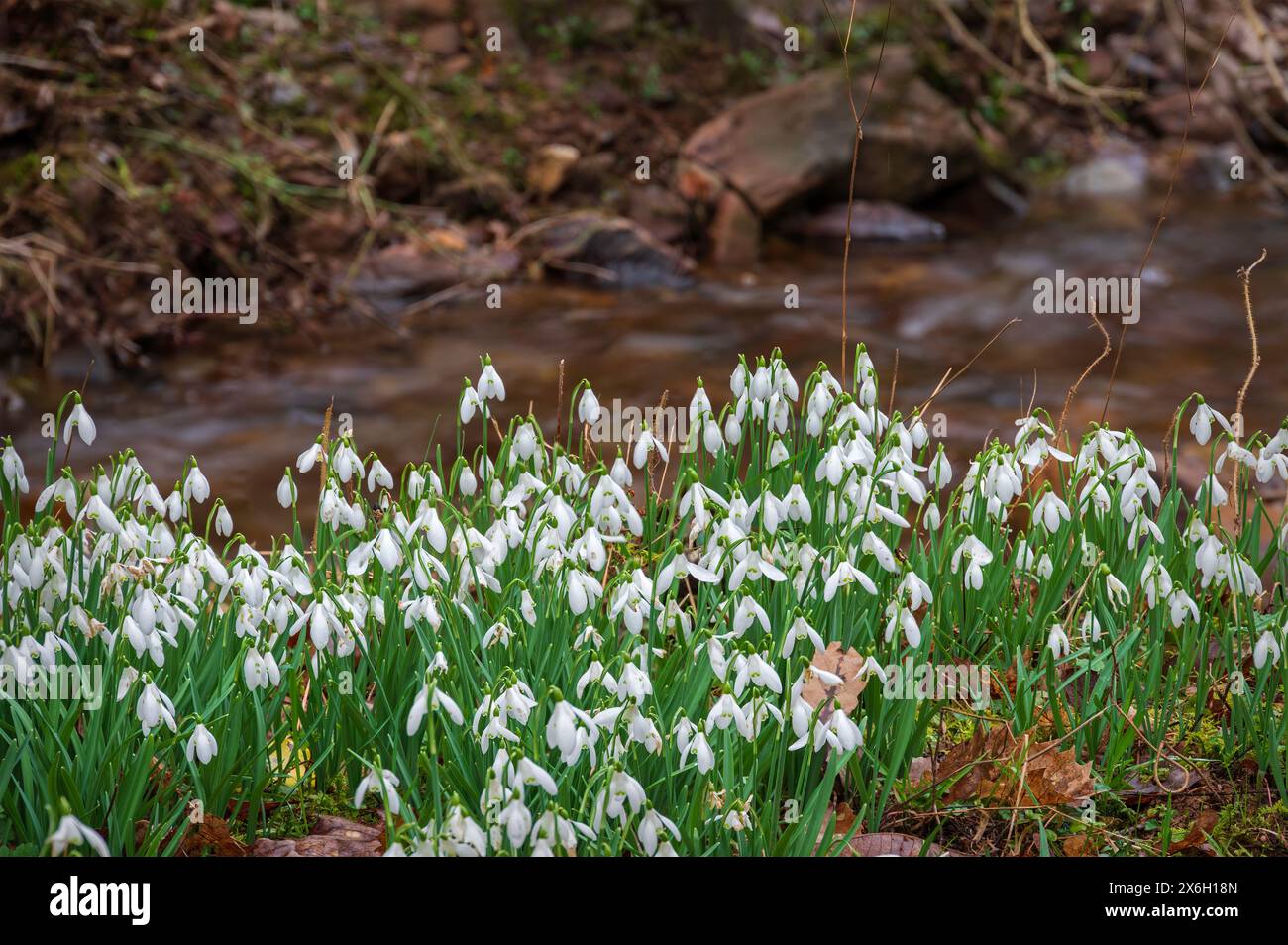 Schneeglöckchen in voller Blüte am Fluss Avill, im Snowdrop Valley im Herzen des Exmoor National Park im North Hawkwell Wood, Somerset, England, Großbritannien Stockfoto